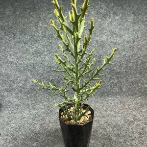 【鉢ごと発送】ユーフォルビア・ステノクラーダ/Euphorbia stenoclada/ 4号鉢【現品】塊根・アガベ・多肉植物 / 24-3-3-23