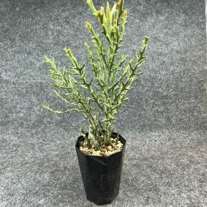 【鉢ごと発送】ユーフォルビア・ステノクラーダ/Euphorbia stenoclada/ 4号鉢【現品】塊根・アガベ・多肉植物 / 24-3-3-24