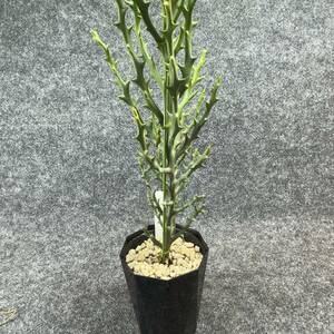 【鉢ごと発送】ユーフォルビア・ステノクラーダ/Euphorbia stenoclada/ 4号鉢【現品】塊根・アガベ・多肉植物 / 24-3-3-28