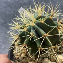 【鉢ごと発送】サボテン 王冠竜(おうかんりゅう) Ferocactus glaucescens/5号鉢/サボテン・多肉植物【現品】 M24-3-2-06_画像1