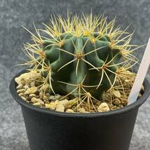 【鉢ごと発送】サボテン 王冠竜(おうかんりゅう) Ferocactus glaucescens/5号鉢/サボテン・多肉植物【現品】 M24-3-2-06_画像9