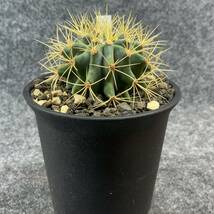 【鉢ごと発送】サボテン 王冠竜(おうかんりゅう) Ferocactus glaucescens/5号鉢/サボテン・多肉植物【現品】 M24-3-2-07_画像5