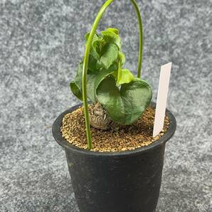 【鉢ごと発送】アフリカ型・亀甲竜 / Dioscorea elephantipes / 3号鉢 / 塊根・多肉植物【現品】 24-3-3-44の画像8