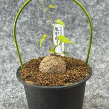 【鉢ごと発送】アフリカ型・亀甲竜 / Dioscorea elephantipes / 3号鉢 / 塊根・多肉植物【現品】 24-3-3-55_画像5