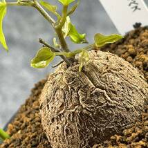 【鉢ごと発送】アフリカ型・亀甲竜 / Dioscorea elephantipes / 3号鉢 / 塊根・多肉植物【現品】 24-3-3-55_画像3