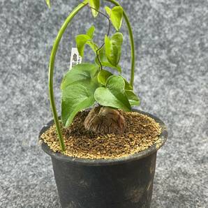 【鉢ごと発送】アフリカ型・亀甲竜 / Dioscorea elephantipes / 3号鉢 / 塊根・多肉植物【現品】 24-3-3-58の画像6