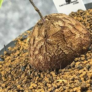 【鉢ごと発送】アフリカ型・亀甲竜 / Dioscorea elephantipes / 3号鉢 / 塊根・多肉植物【現品】 24-3-3-6-06