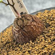 【鉢ごと発送】アフリカ型・亀甲竜 / Dioscorea elephantipes / 3号鉢 / 塊根・多肉植物【現品】 24-3-6-11_画像1