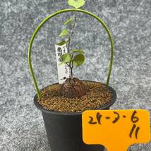 【鉢ごと発送】アフリカ型・亀甲竜 / Dioscorea elephantipes / 3号鉢 / 塊根・多肉植物【現品】 24-3-6-11_画像4