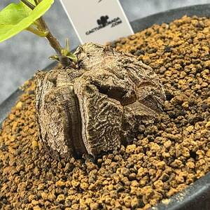 【鉢ごと発送】アフリカ型・亀甲竜 / Dioscorea elephantipes / 3号鉢 / 塊根・多肉植物【現品】 24-3-6-15