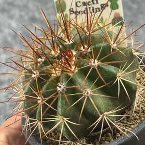 【鉢ごと発送】サボテン メロカクタス / Melocactus / 3号鉢 / サボテン・塊根・多肉植物【現品】24-3-12-05