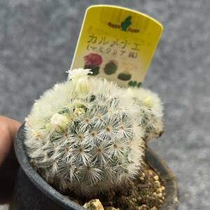 【鉢ごと発送】サボテン　カルメナエ　/Mammillaria carmenae/ 3号鉢 / サボテン・塊根・多肉植物【現品】24-3-12-24