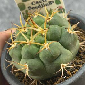 【鉢ごと発送】サボテン　ゼガラエ　/ Gymnocalycium pflanzii ssp.zegarrae / 3号鉢 / サボテン・塊根・多肉植物【現品】24-3-12-20