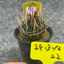 【鉢ごと発送】サボテン　振武玉　/ Echinofossulocactus lloydii / 3号鉢 / サボテン・塊根・多肉植物【現品】24-3-12-22_画像4