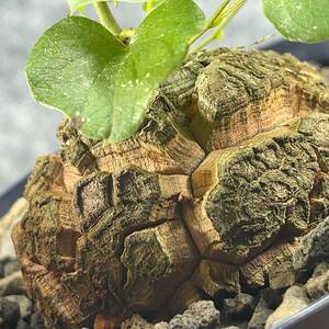 【鉢ごと発送】アフリカ型　亀甲竜 / Dioscorea elephantipes / 4号鉢 / 塊根・多肉植物【現品】 24-3-13-04