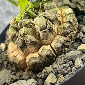 【鉢ごと発送】アフリカ型　亀甲竜 / Dioscorea elephantipes / 4号鉢 / 塊根・多肉植物【現品】 24-3-13-07