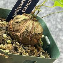 【鉢ごと発送】アフリカ型　亀甲竜 / Dioscorea elephantipes / 2.5号鉢 / 塊根・多肉植物【現品】 24-3-13-10_画像1