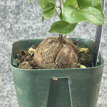 【鉢ごと発送】アフリカ型　亀甲竜 / Dioscorea elephantipes / 2.5号鉢 / 塊根・多肉植物【現品】 24-3-13-20_画像8