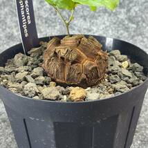 【鉢ごと発送】アフリカ型　亀甲竜 / Dioscorea elephantipes / 4号鉢 / 塊根・多肉植物【現品】 24-3-13-38_画像6