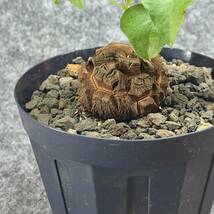 【鉢ごと発送】アフリカ型　亀甲竜 / Dioscorea elephantipes / 4号鉢 / 塊根・多肉植物【現品】 24-3-13-38_画像8