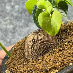 【鉢ごと発送】アフリカ型 亀甲竜 / Dioscorea elephantipes / 4号鉢 / 塊根・多肉植物【現品】 24-3-14-4