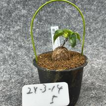 【鉢ごと発送】アフリカ型 亀甲竜 / Dioscorea elephantipes / 4号鉢 / 塊根・多肉植物【現品】 24-3-14-5_画像4