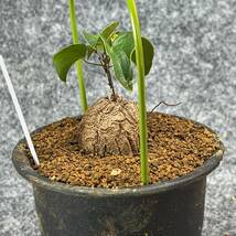 【鉢ごと発送】アフリカ型 亀甲竜 / Dioscorea elephantipes / 4号鉢 / 塊根・多肉植物【現品】 24-3-14-5_画像7