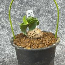 【鉢ごと発送】アフリカ型 亀甲竜 / Dioscorea elephantipes / 4号鉢 / 塊根・多肉植物【現品】 24-3-14-10_画像5