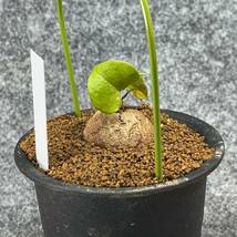 【鉢ごと発送】アフリカ型 亀甲竜 / Dioscorea elephantipes / 4号鉢 / 塊根・多肉植物【現品】 24-3-14-14_画像7