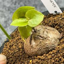 【鉢ごと発送】アフリカ型 亀甲竜 / Dioscorea elephantipes / 4号鉢 / 塊根・多肉植物【現品】 24-3-14-14_画像1