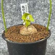 【鉢ごと発送】アフリカ型 亀甲竜 / Dioscorea elephantipes / 4号鉢 / 塊根・多肉植物【現品】 24-3-14-14_画像5