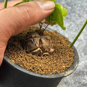 【鉢ごと発送】アフリカ型 亀甲竜 / Dioscorea elephantipes / 4号鉢 / 塊根・多肉植物【現品】 24-3-14-19