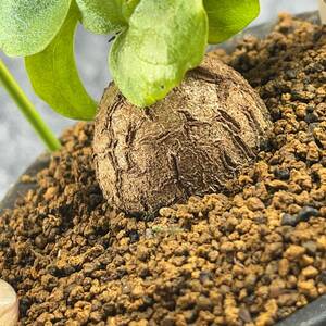 【鉢ごと発送】アフリカ型 亀甲竜 / Dioscorea elephantipes / 4号鉢 / 塊根・多肉植物【現品】 24-3-14-21