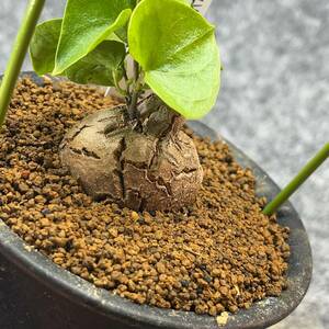 【鉢ごと発送】アフリカ型 亀甲竜 / Dioscorea elephantipes / 4号鉢 / 塊根・多肉植物【現品】 24-3-14-24