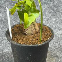 【鉢ごと発送】アフリカ型 亀甲竜 / Dioscorea elephantipes / 4号鉢 / 塊根・多肉植物【現品】 24-3-14-26_画像7