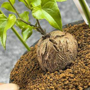 【鉢ごと発送】アフリカ型 亀甲竜 / Dioscorea elephantipes / 4号鉢 / 塊根・多肉植物【現品】 24-3-14-27