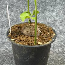 【鉢ごと発送】アフリカ型 亀甲竜 / Dioscorea elephantipes / 4号鉢 / 塊根・多肉植物【現品】 24-3-13-52_画像7