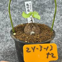 【鉢ごと発送】アフリカ型 亀甲竜 / Dioscorea elephantipes / 4号鉢 / 塊根・多肉植物【現品】 24-3-13-52_画像4