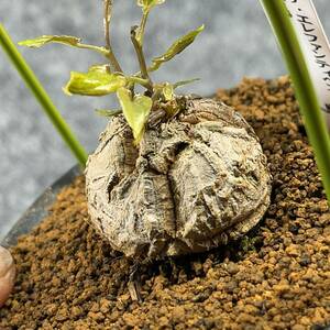 【鉢ごと発送】アフリカ型 亀甲竜 / Dioscorea elephantipes / 4号鉢 / 塊根・多肉植物【現品】 24-3-13-53