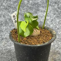 【鉢ごと発送】アフリカ型 亀甲竜 / Dioscorea elephantipes / 4号鉢 / 塊根・多肉植物【現品】 24-3-13-54_画像6