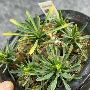 【鉢ごと発送】ユーフォルビア 峨眉山　/ Euphorbia Gabisan / 3.5号鉢 / 塊根・多肉植物【現品】 24-3-15-04