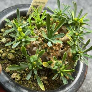 【鉢ごと発送】ユーフォルビア 峨眉山　/ Euphorbia Gabisan / 3.5号鉢 / 塊根・多肉植物【現品】 24-3-15-07