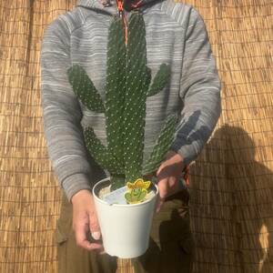 【鉢ごと発送】バンザイサボテン 墨烏帽子（スミエボシ）2本柱 / Opuntia rubescens / 5号鉢 / 塊根・多肉植物【現品】 24-3-18-01