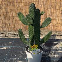 【鉢ごと発送】バンザイサボテン 墨烏帽子（スミエボシ）2本柱 / Opuntia rubescens / 5号鉢 / 塊根・多肉植物【現品】 24-3-18-06_画像5