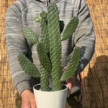 【鉢ごと発送】バンザイサボテン 墨烏帽子（スミエボシ）2本柱 / Opuntia rubescens / 5号鉢 / 塊根・多肉植物【現品】 24-3-18-06_画像1