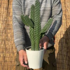 【鉢ごと発送】バンザイサボテン 墨烏帽子（スミエボシ）2本柱 / Opuntia rubescens / 5号鉢 / 塊根・多肉植物【現品】 24-3-18-09