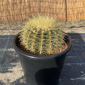 【鉢ごと発送】サボテンの王様！金色サボテン / 金鯱（キンシャチ）Golden barrel cactus / 8号 黒鉢【現品】M24-3-18-15の画像5