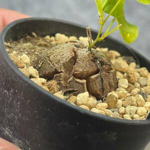 【鉢ごと発送】アフリカ型 亀甲竜 / Dioscorea elephantipes / 2.5号鉢 / 塊根・多肉植物【現品】 24-3-21-02