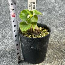 【鉢ごと発送】アフリカ型 亀甲竜 / Dioscorea elephantipes / 2.5号鉢 / 塊根・多肉植物【現品】 24-3-21-08_画像10