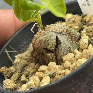 【鉢ごと発送】アフリカ型 亀甲竜 / Dioscorea elephantipes / 2.5号鉢 / 塊根・多肉植物【現品】 24-3-21-18